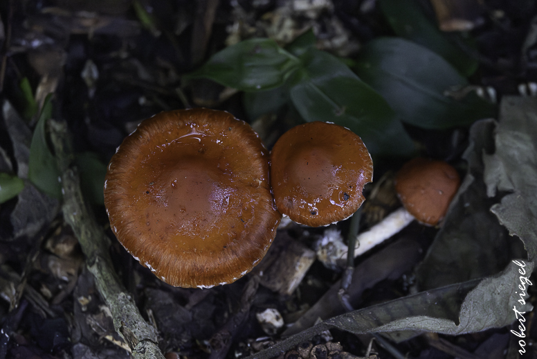 quito botanical garden